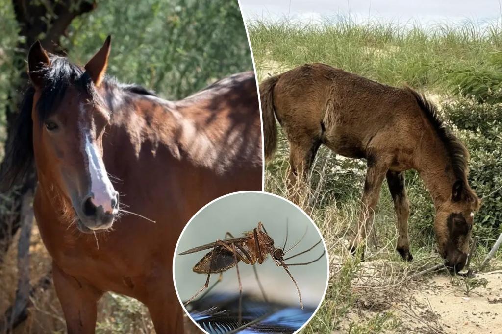 Deadly 'rare' horse virus spreads in NY - and can jump to humans via mosquitoes